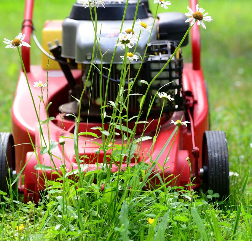 Rasenpflege & -mähen