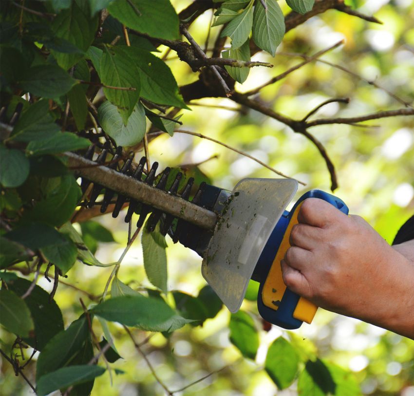 Baum- & Hecken-pflege & Schnitte